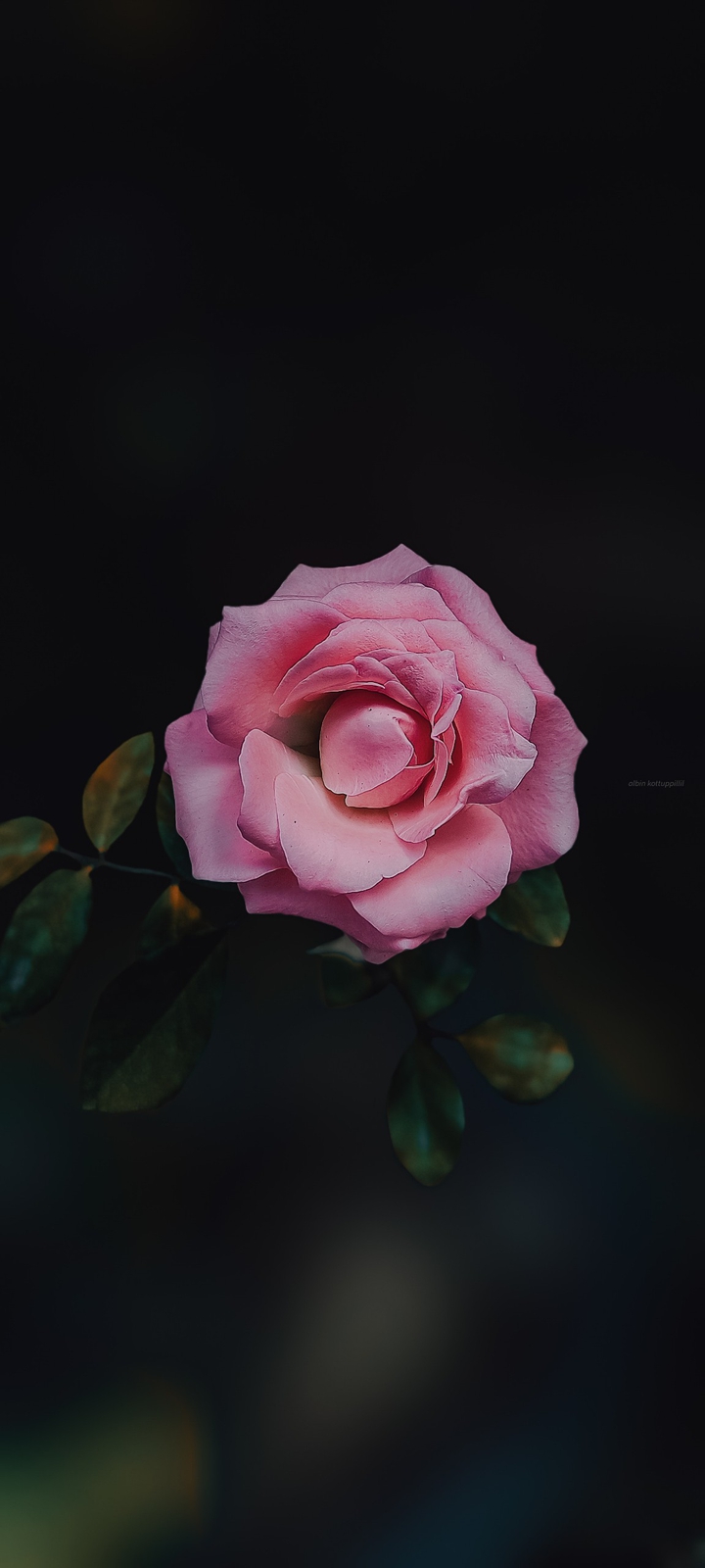 Rose Like Bloom