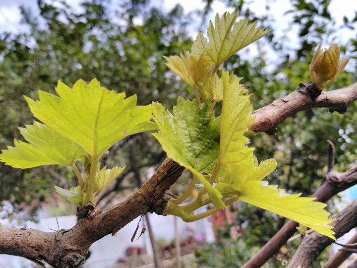 buds of grapes vine