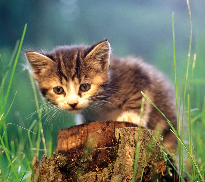 cat