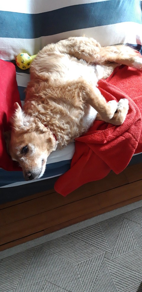 DUKE aime le canapé