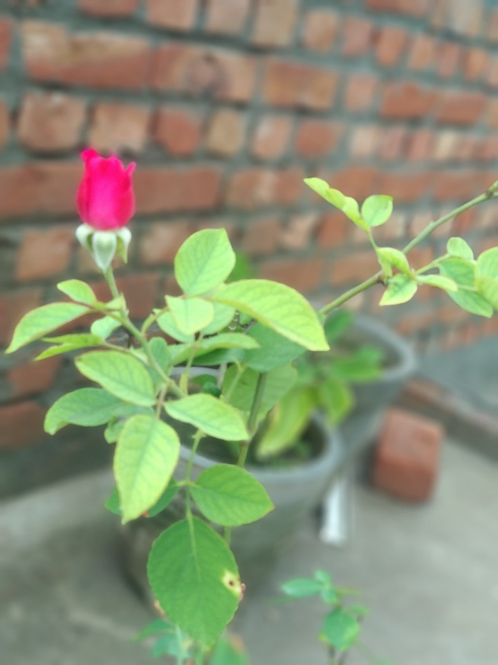 rose