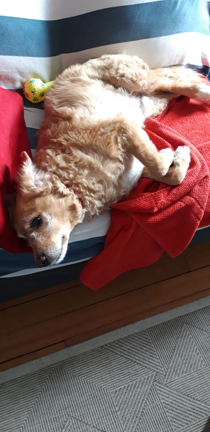 DUKE aime le canapé