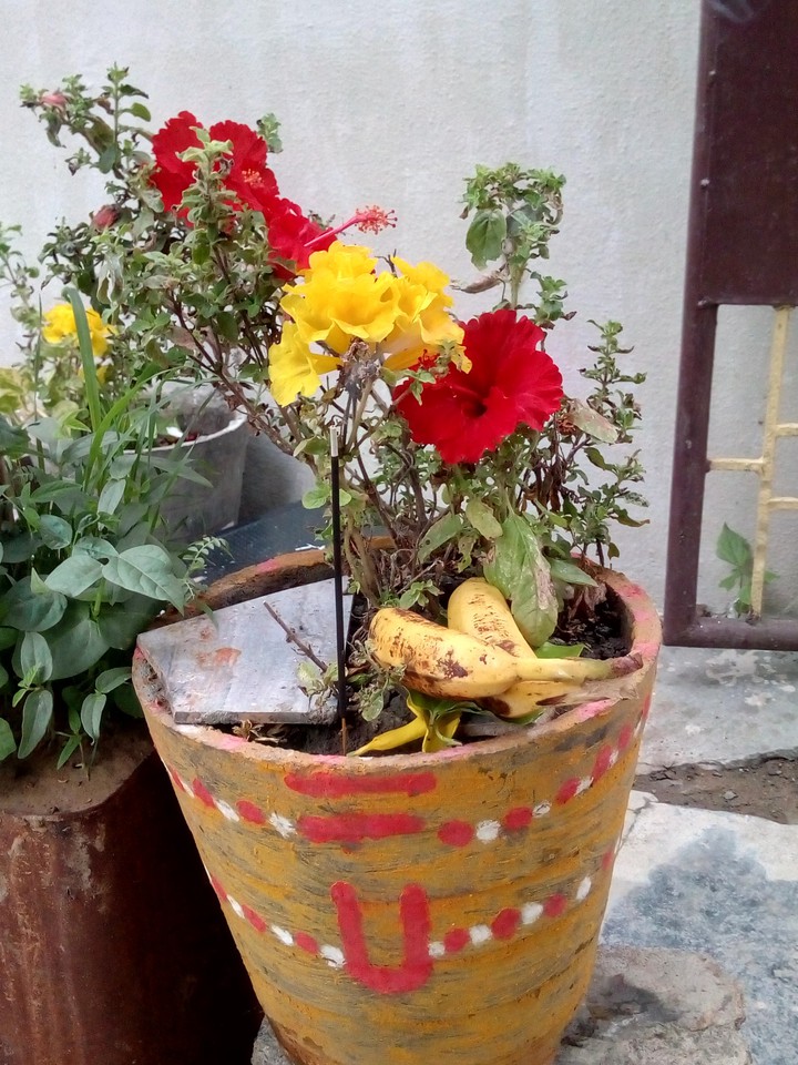 Tulasi
