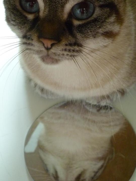 chat