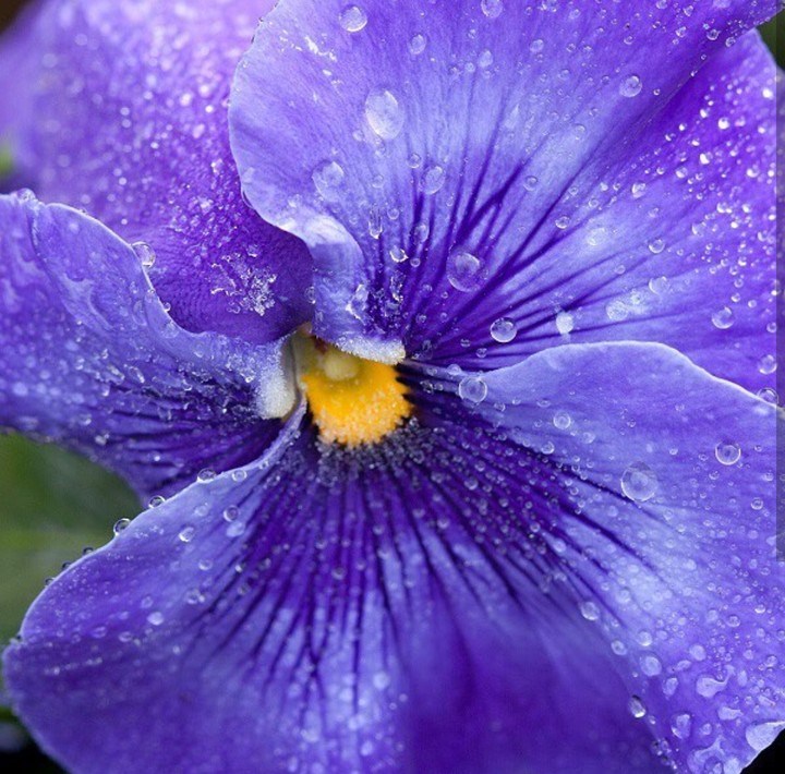 Viola