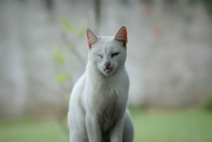 Lingua