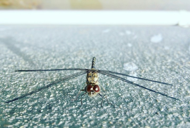 # dragonfly # insect