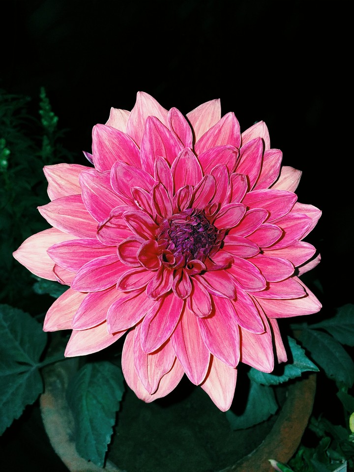 ডালিয়া ফুল