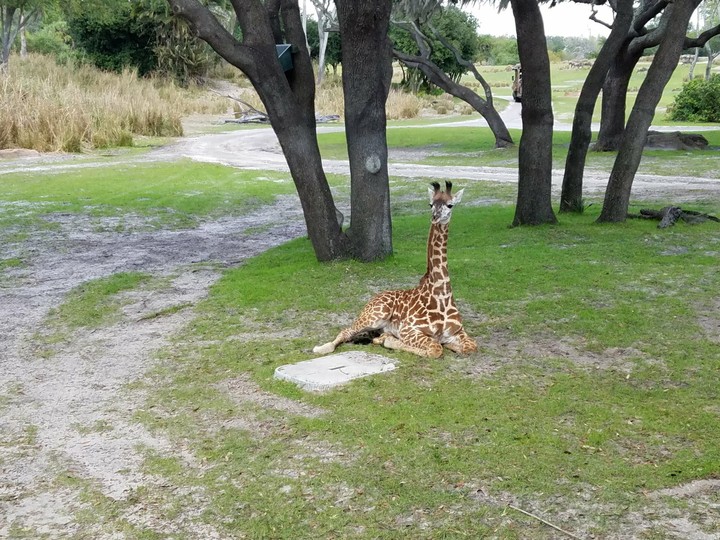 Baby Giraffe