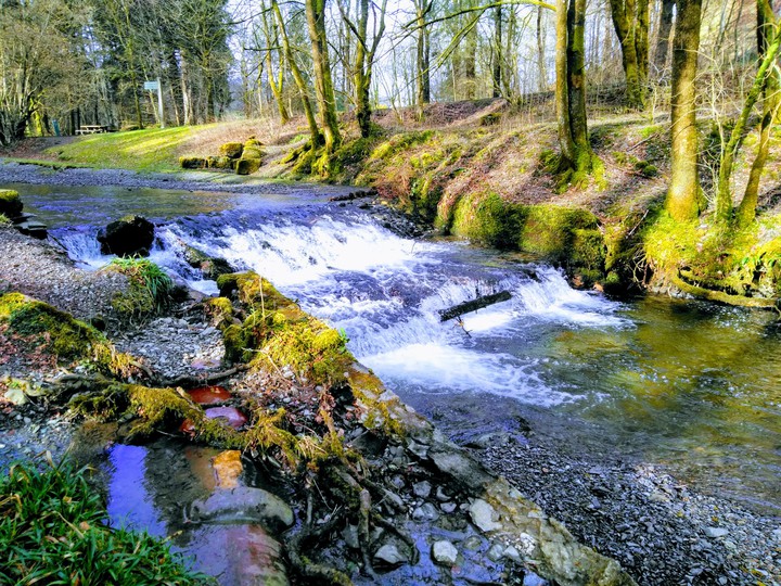 Grizedale