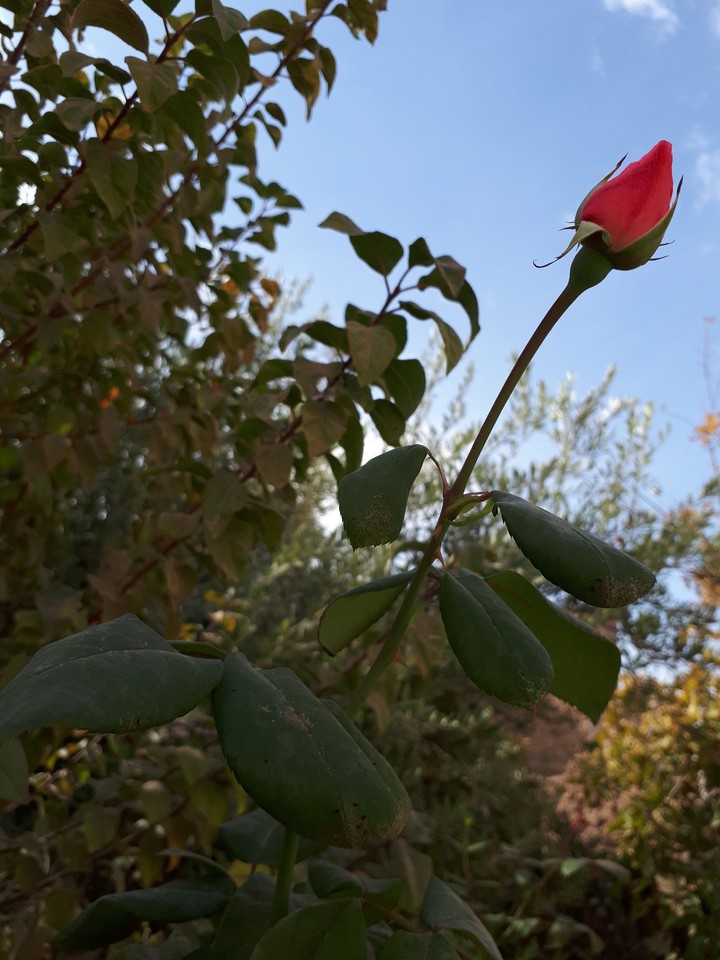 roze
