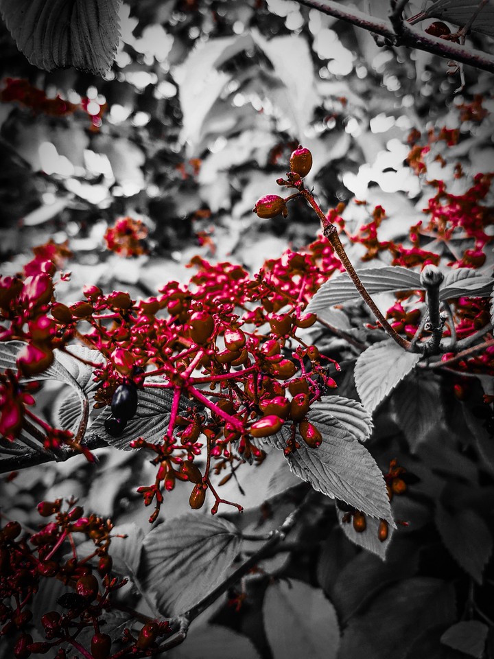 red