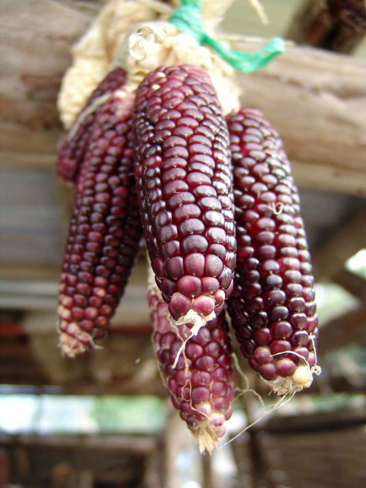 Corn