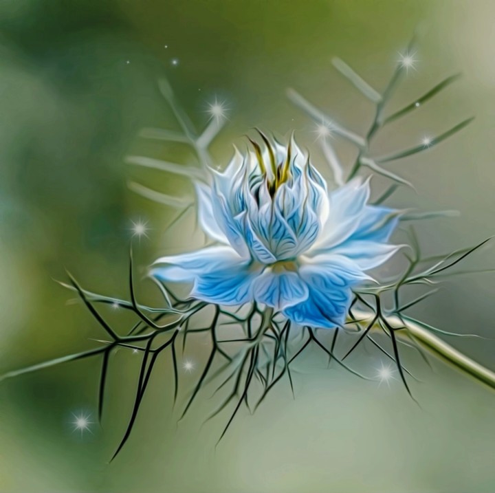 ✨❀✨