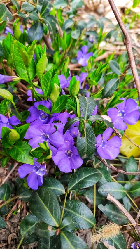 plant, spring achtergronden