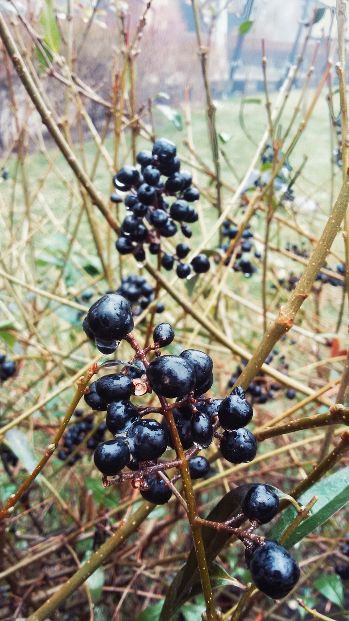 #raindrope #berries
