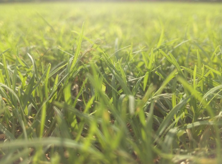 Golden grass