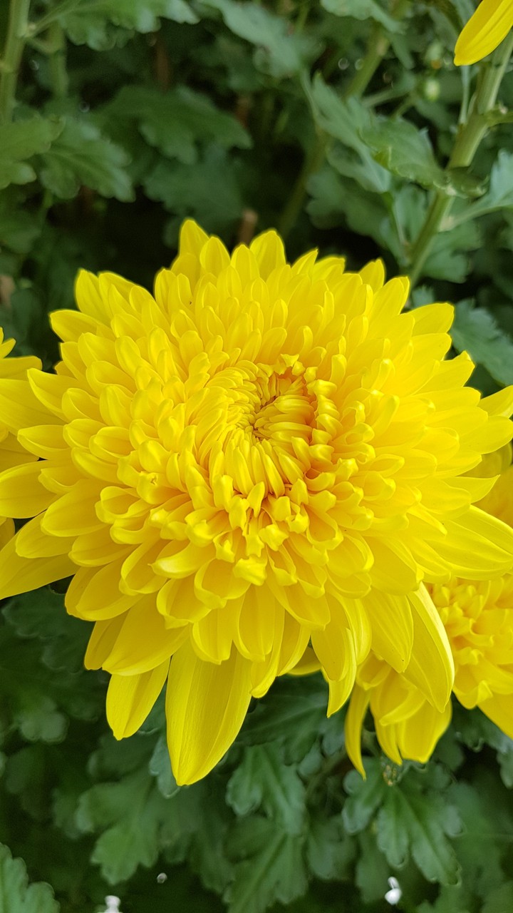 Vietnamese daisy flower