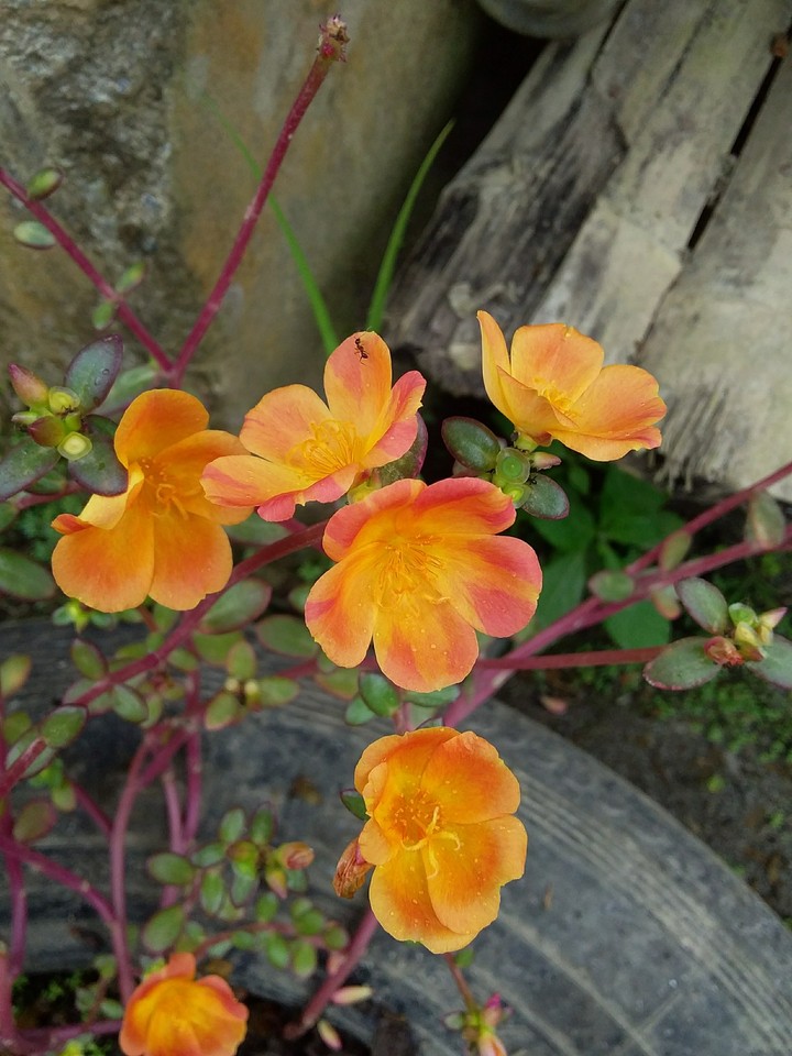 flores naranja
