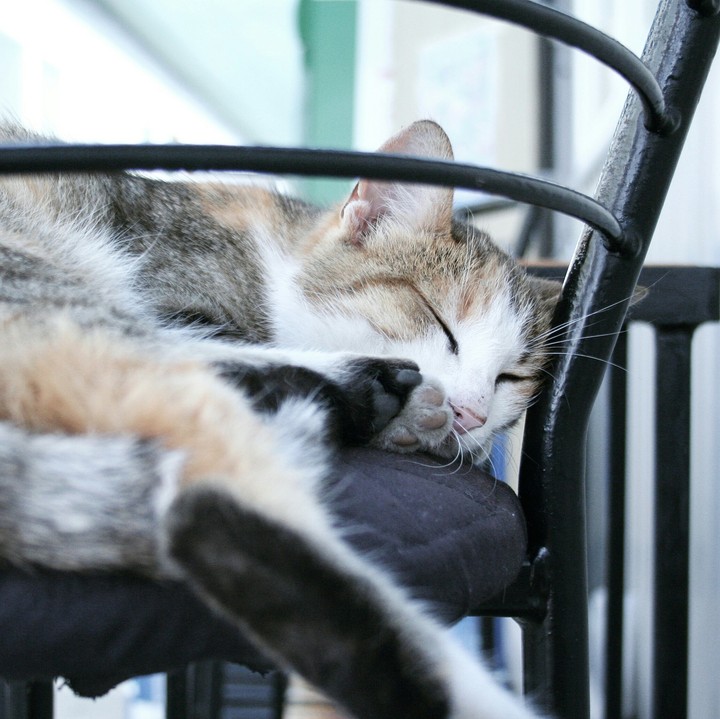 кошечка