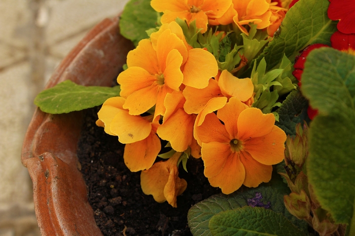 Yellow flowers