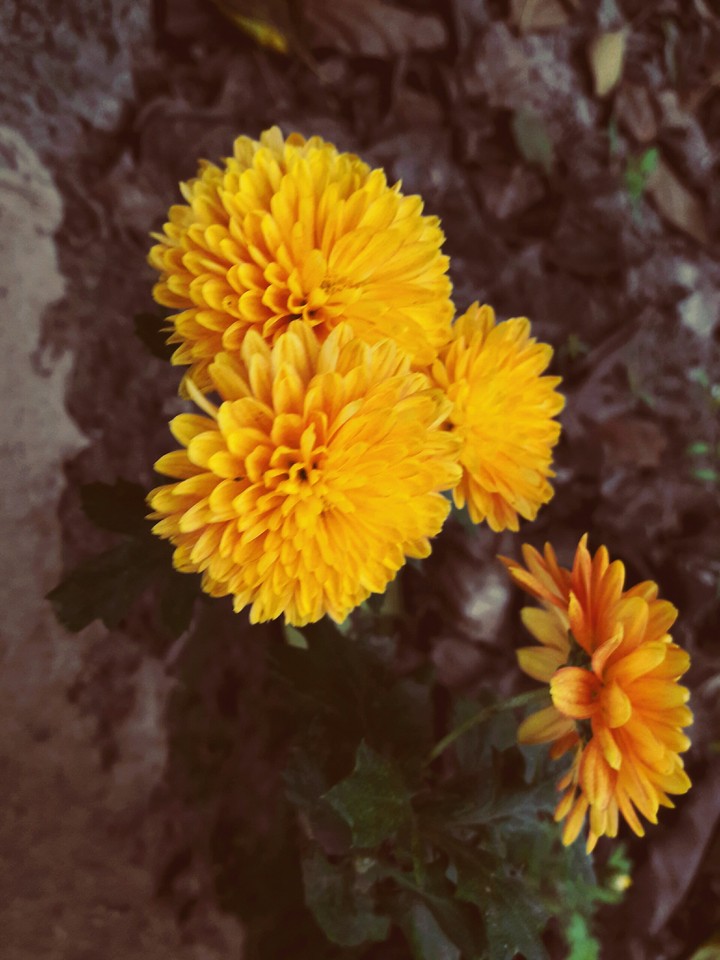 flowers