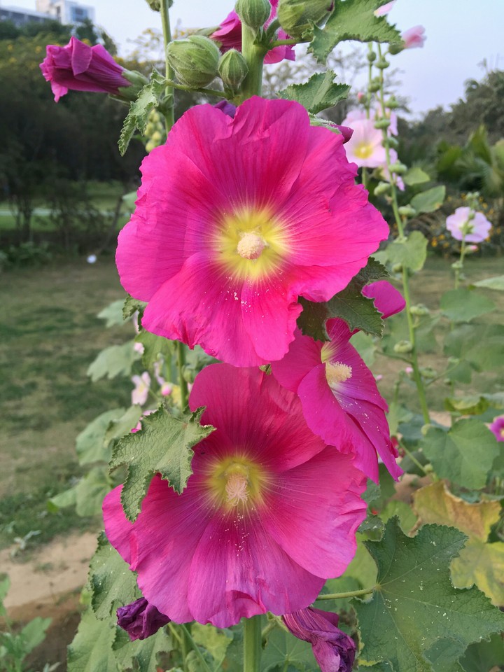 pink