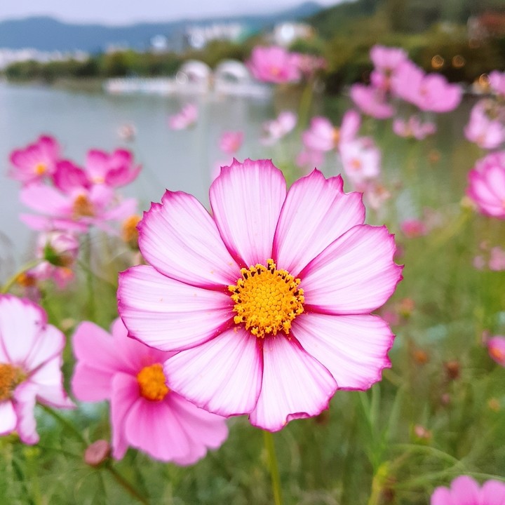 common cosmos