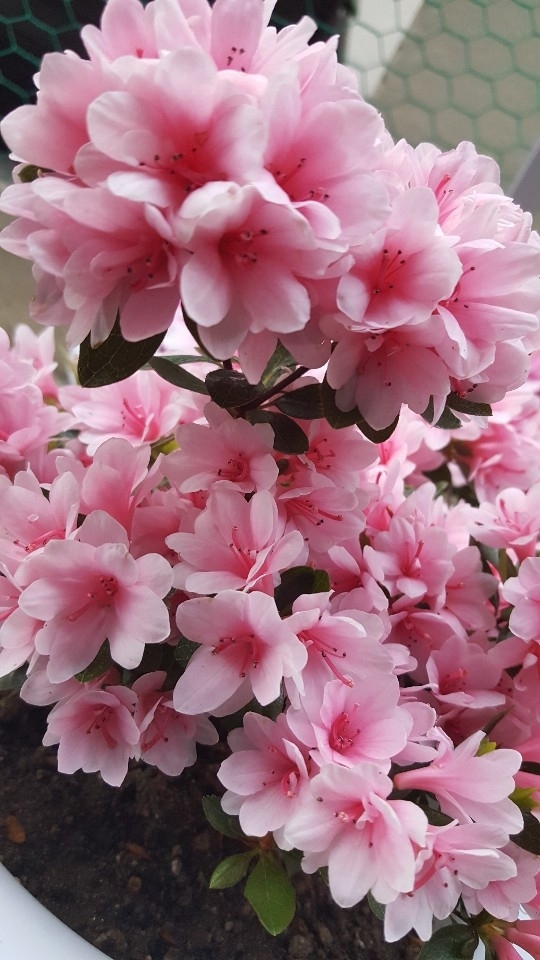 cherry blossom