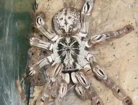 invertebrate, Water वॉलपेपर