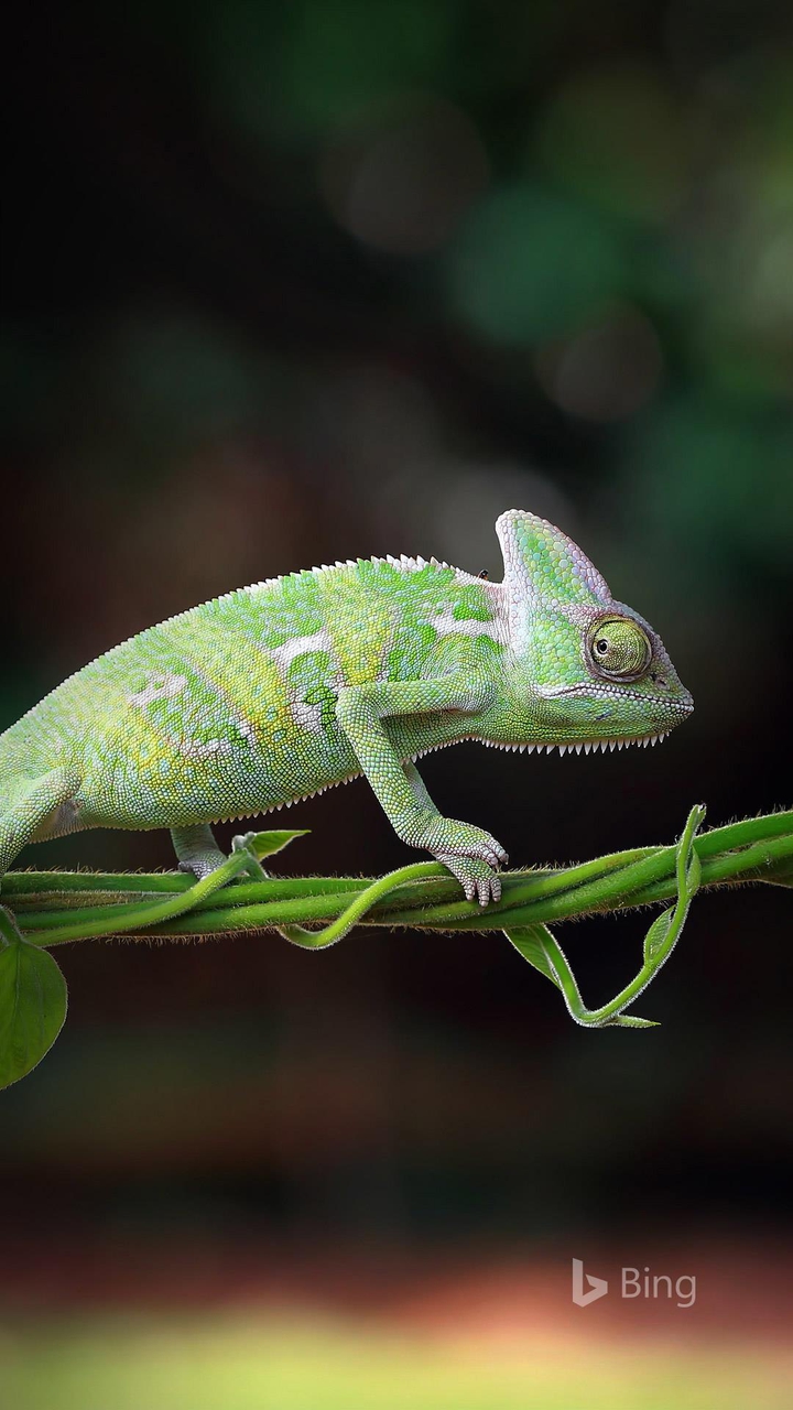 lizard wallpaper
