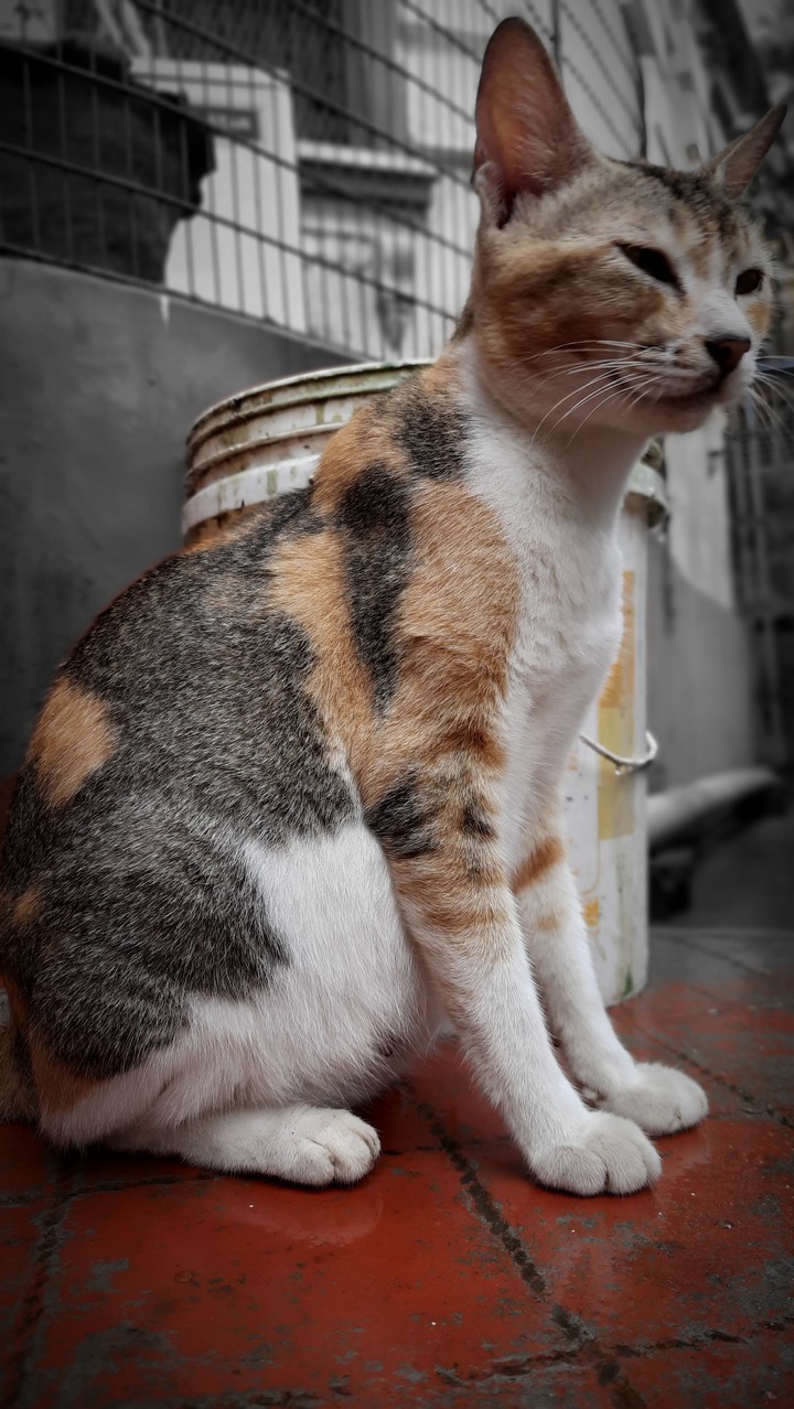 Cat