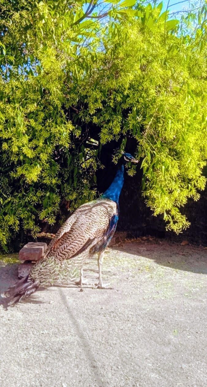 Nature seems to have different and unique varieties.