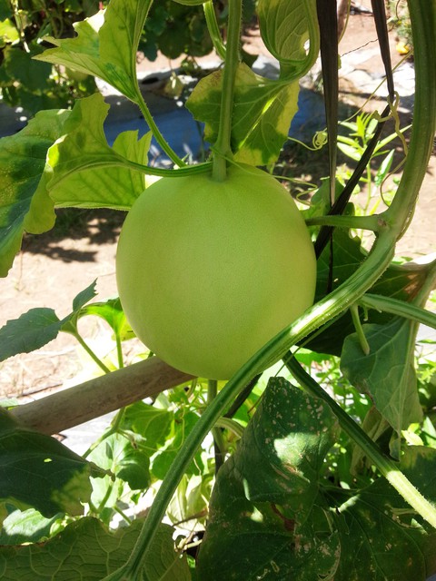 melon
