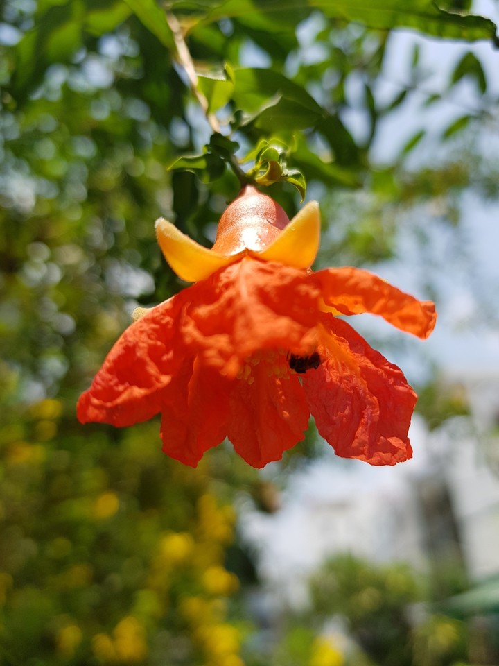 Hoa lựu