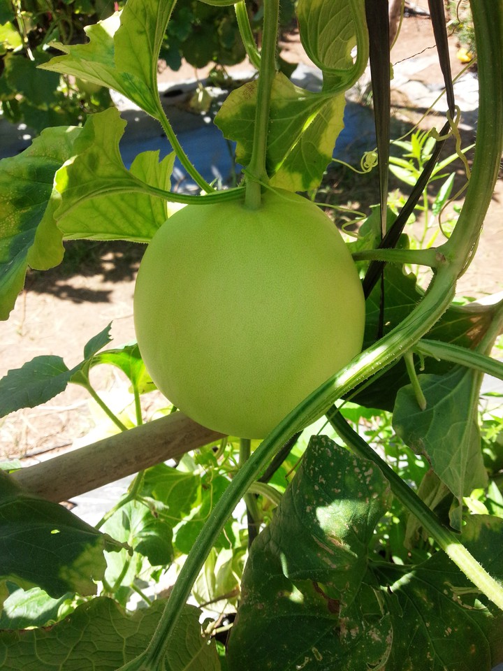 melon