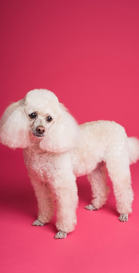 dog, Poodle wallpapers