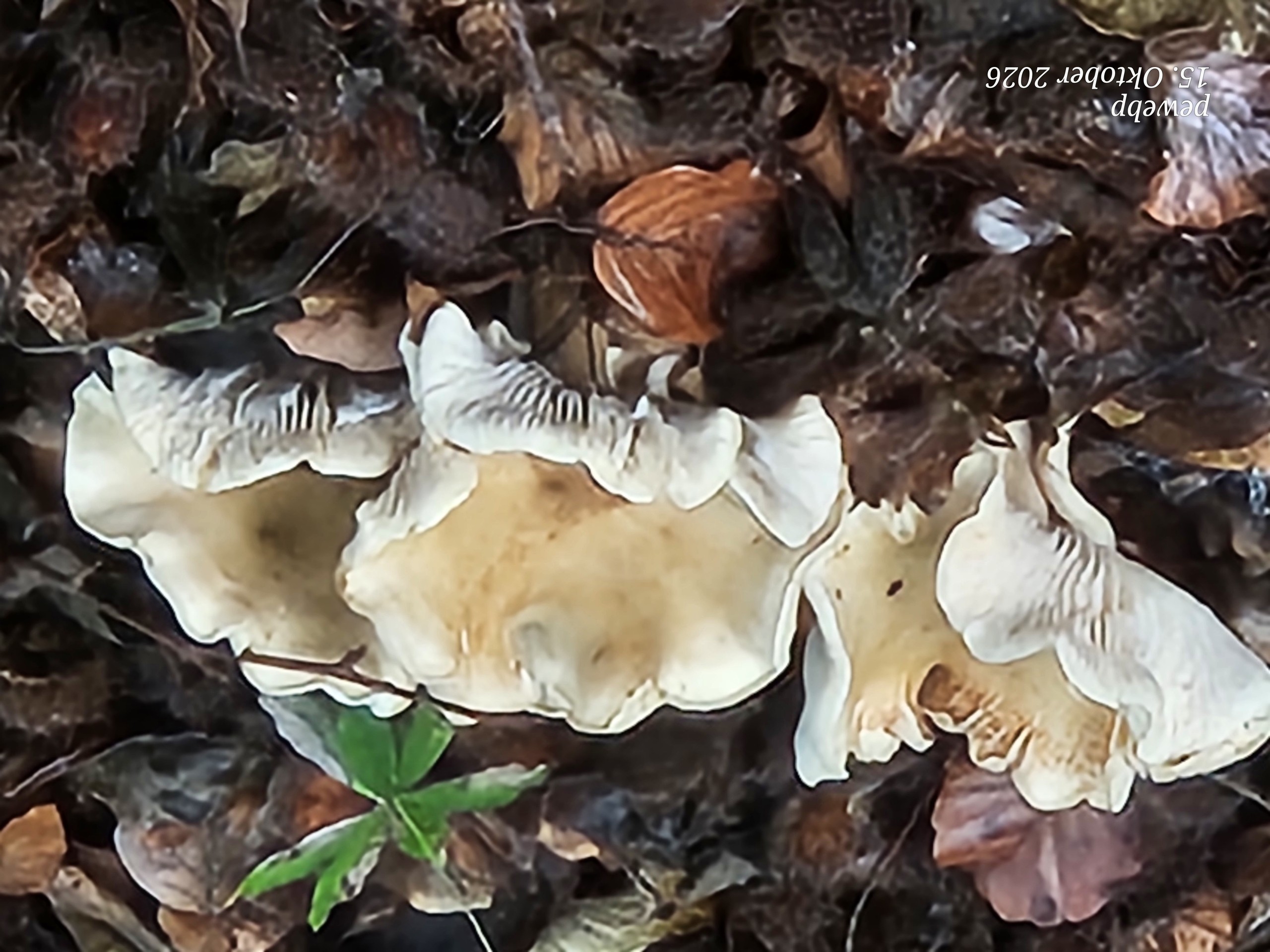 Green, Red, Fungus