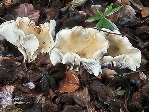 Green, Red, Fungus