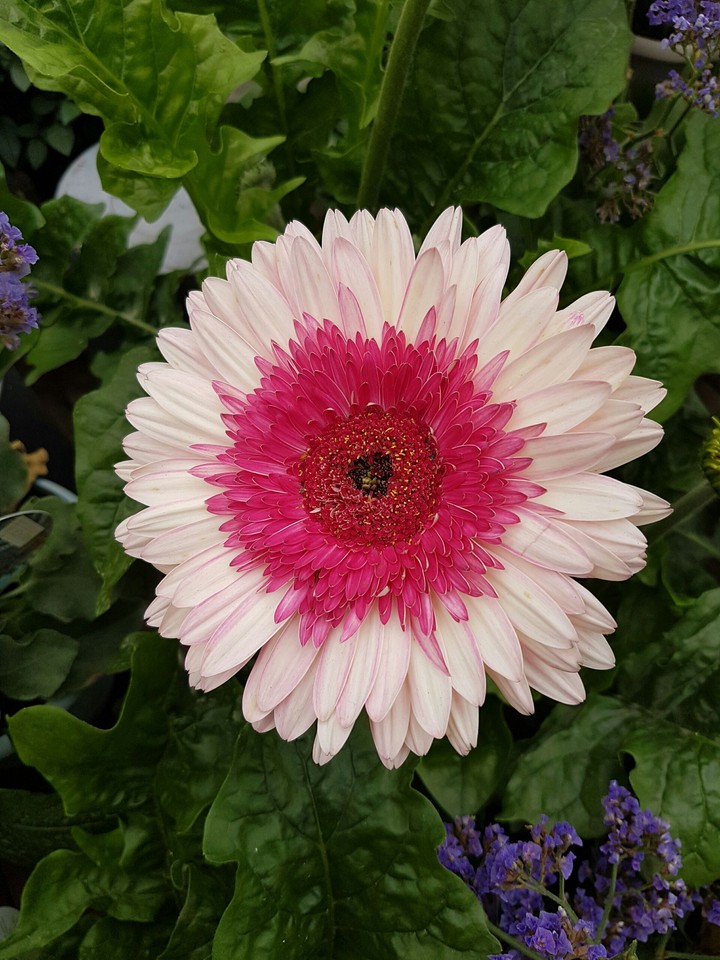 Two Tones Flower