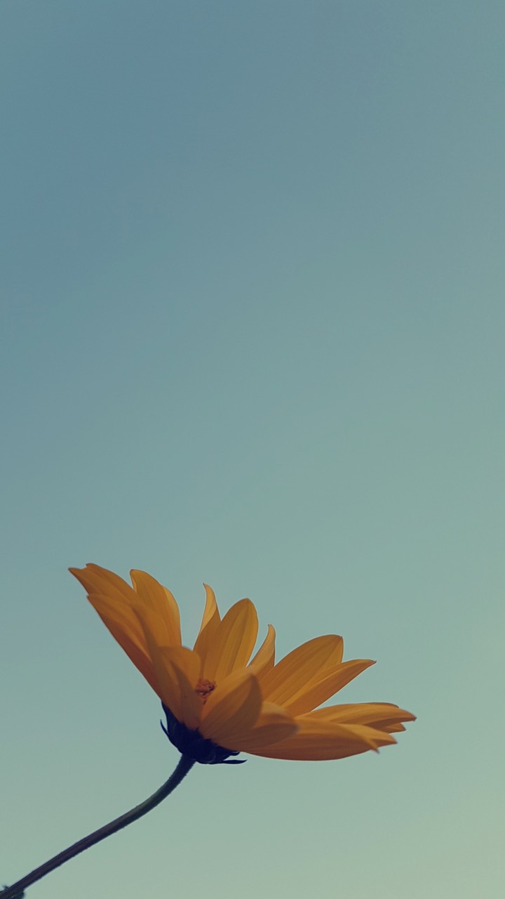Summer flower