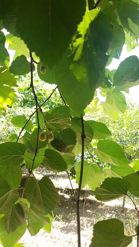 mulberry