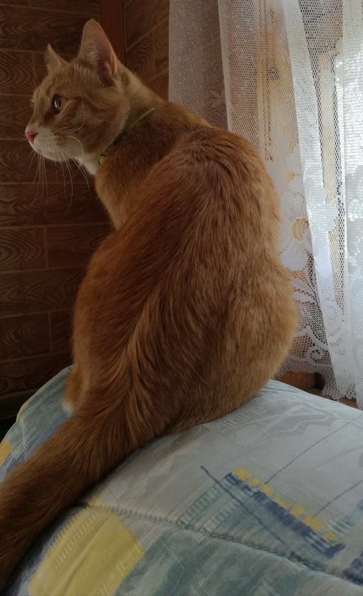 рыжий кот