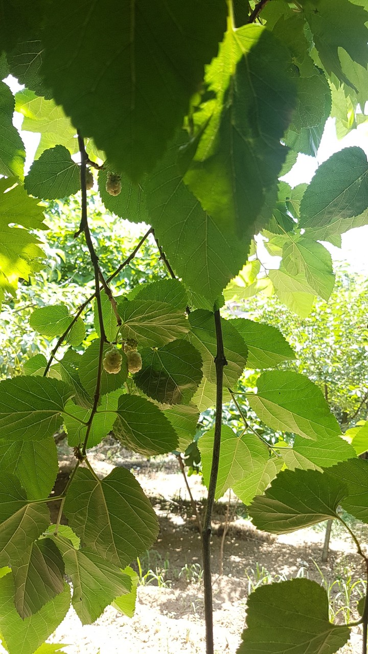 mulberry