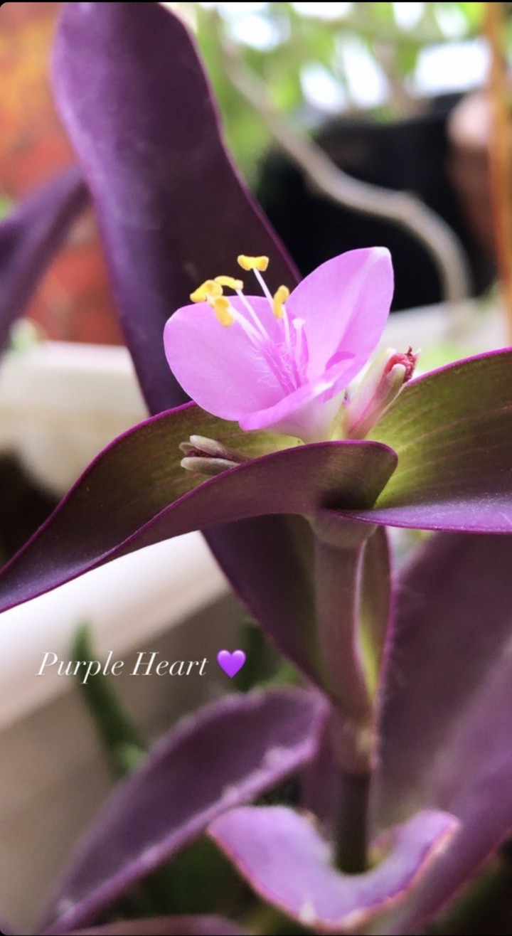 purple heart