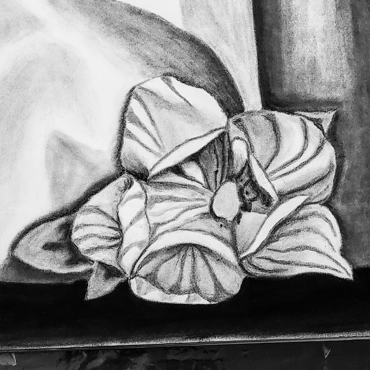 flower drawn with graphite and charcoal