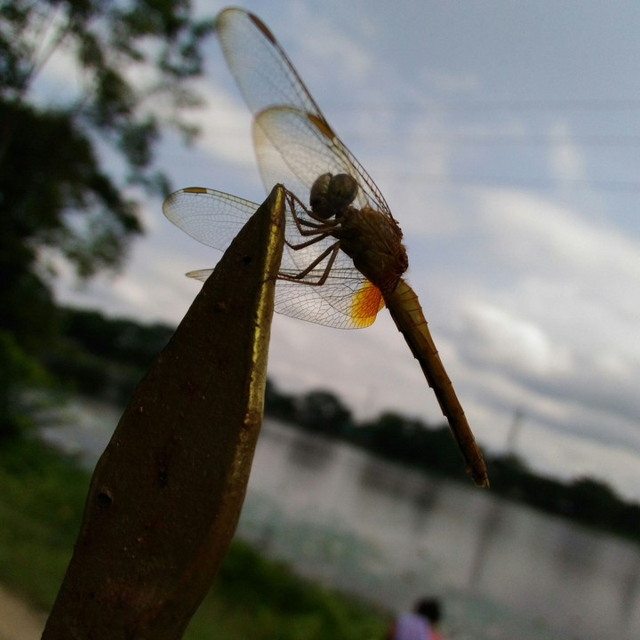 Dragon fly