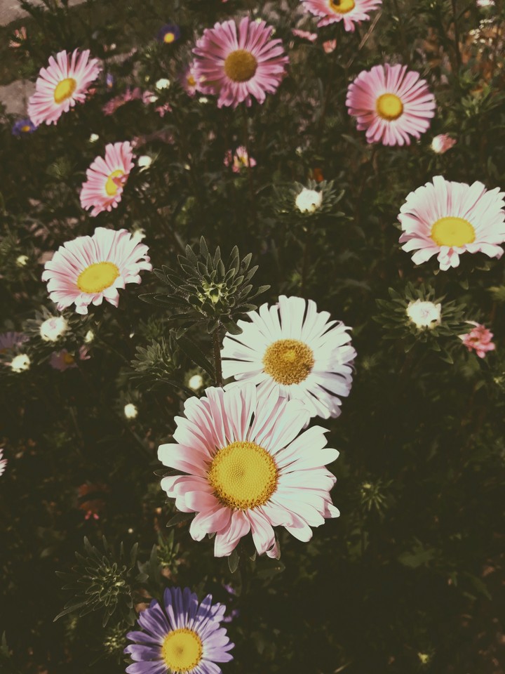 somebeauties