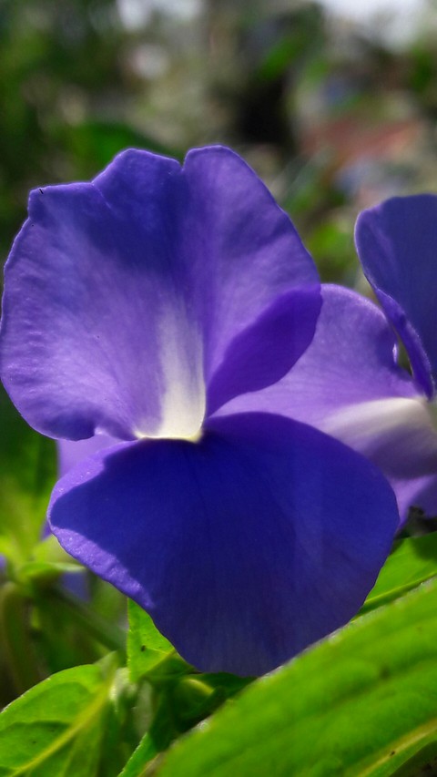 flower