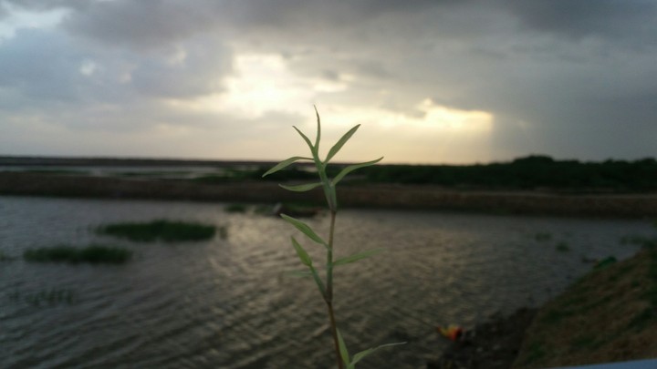 Evening